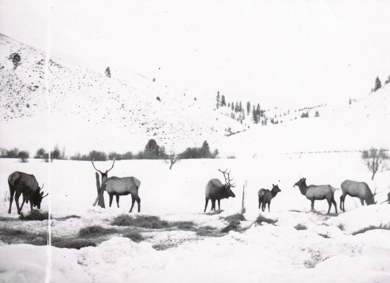 elk2